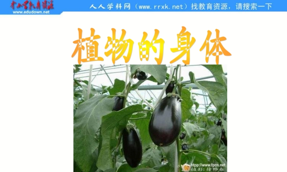 青岛小学科学四上《1 植物的身体》PPT课件 (3)【加微信公众号 jiaoxuewuyou 九折优惠 qq 1119139686】.ppt