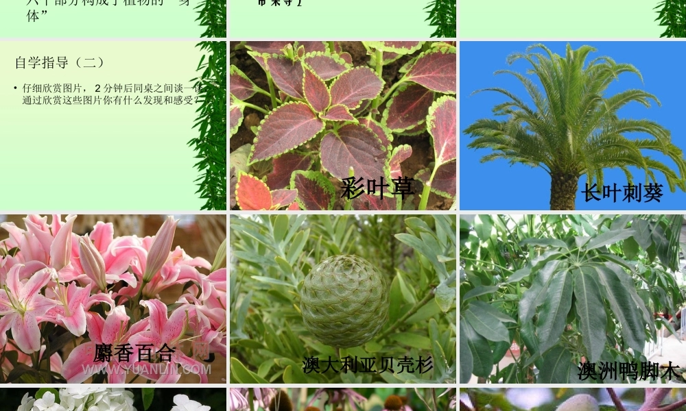 青岛小学科学四上《1 植物的身体》PPT课件 (1)【加微信公众号 jiaoxuewuyou 九折优惠 qq 1119139686】.ppt