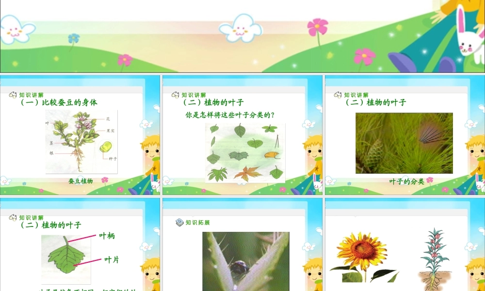 青岛小学科学四上《1 植物的身体》PPT课件 (5)【加微信公众号 jiaoxuewuyou 九折优惠 qq 1119139686】.ppt