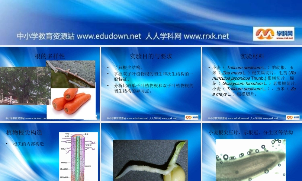 青岛小学科学四上《2 植物的根》PPT课件 (3)【加微信公众号 jiaoxuewuyou 九折优惠 qq 1119139686】.ppt