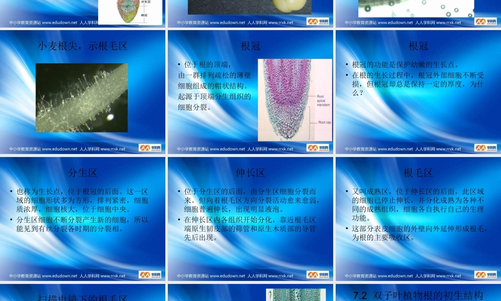 青岛小学科学四上《2 植物的根》PPT课件 (3)【加微信公众号 jiaoxuewuyou 九折优惠 qq 1119139686】.ppt