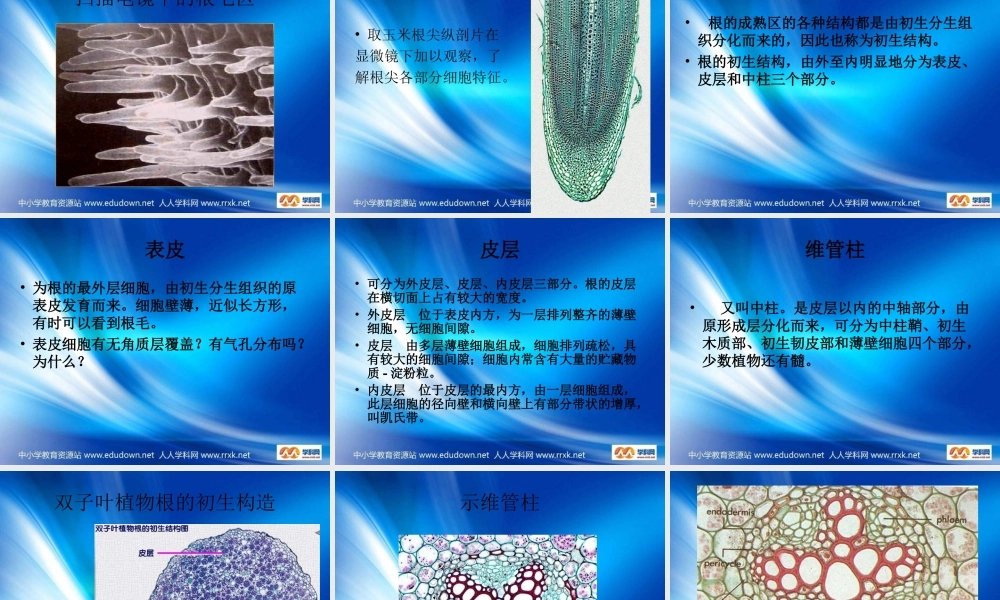 青岛小学科学四上《2 植物的根》PPT课件 (3)【加微信公众号 jiaoxuewuyou 九折优惠 qq 1119139686】.ppt