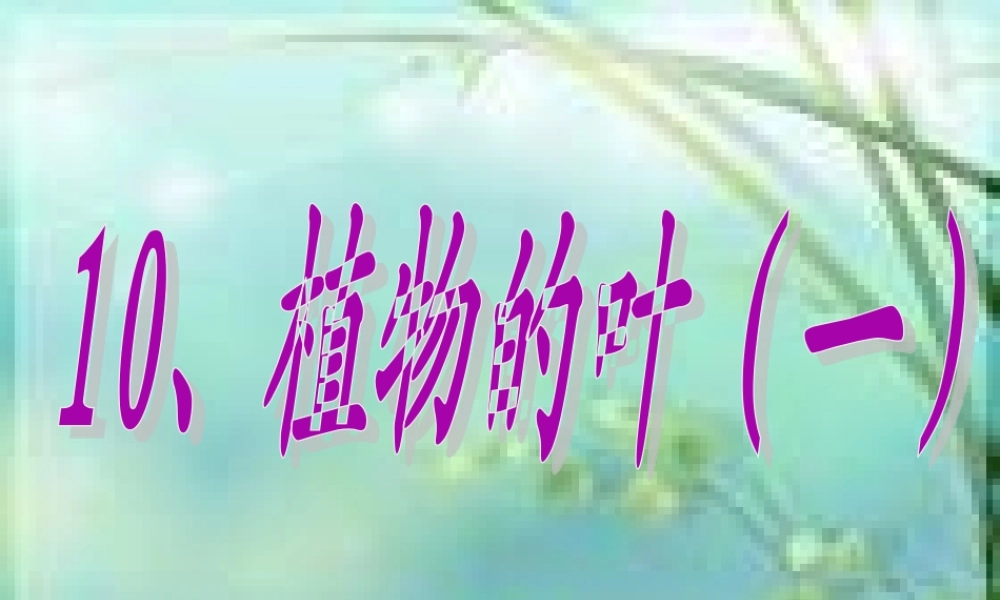 青岛小学科学四上《3 植物的叶》PPT课件 (4)【加微信公众号 jiaoxuewuyou 九折优惠 qq 1119139686】.ppt