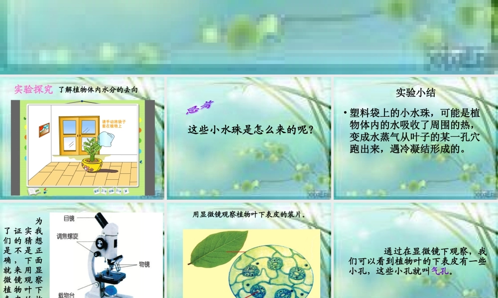 青岛小学科学四上《3 植物的叶》PPT课件 (4)【加微信公众号 jiaoxuewuyou 九折优惠 qq 1119139686】.ppt