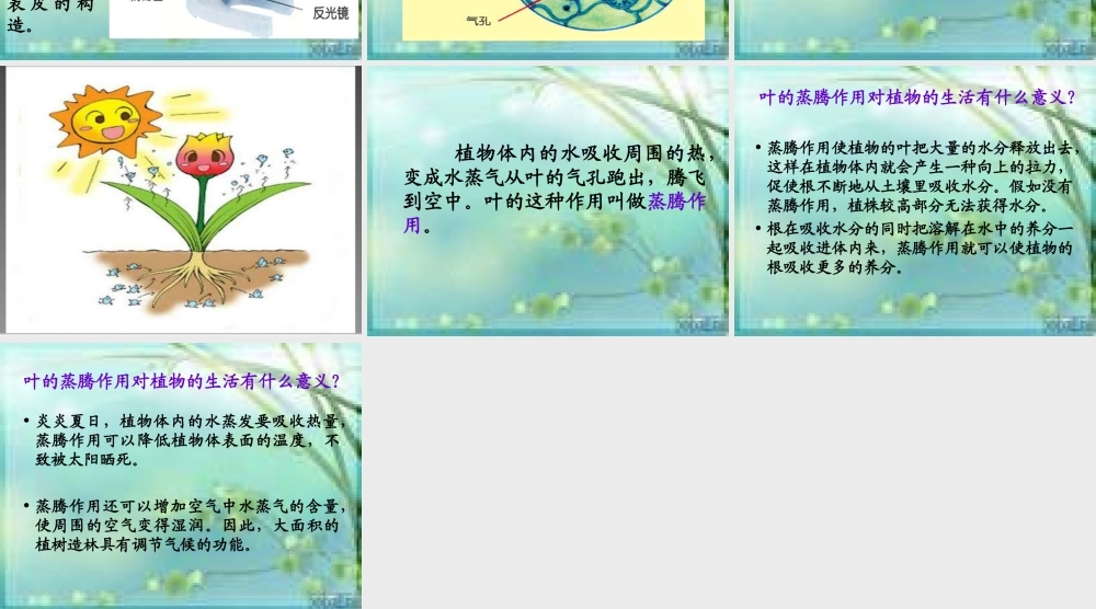 青岛小学科学四上《3 植物的叶》PPT课件 (4)【加微信公众号 jiaoxuewuyou 九折优惠 qq 1119139686】.ppt