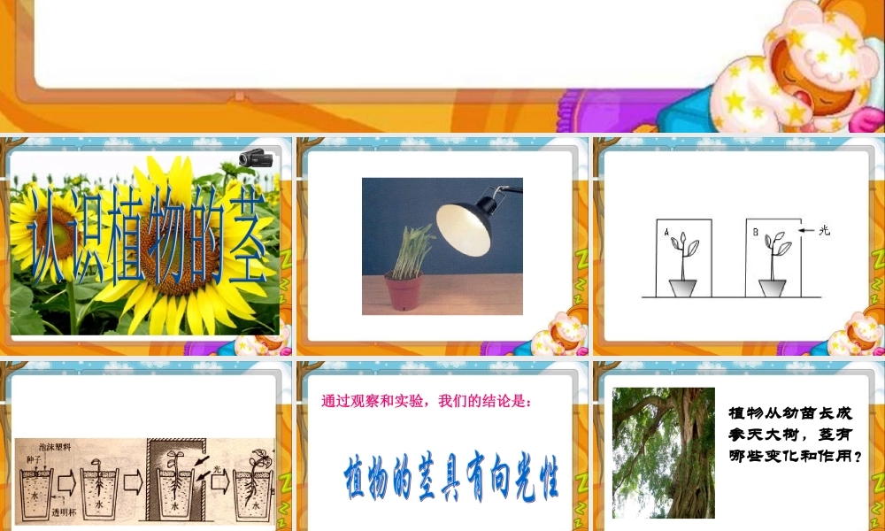 青岛小学科学四上《4 植物的茎》PPT课件 (1)【加微信公众号 jiaoxuewuyou 九折优惠 qq 1119139686】.ppt