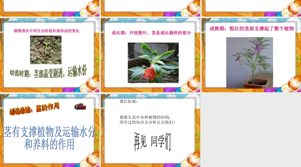 青岛小学科学四上《4 植物的茎》PPT课件 (1)【加微信公众号 jiaoxuewuyou 九折优惠 qq 1119139686】.ppt