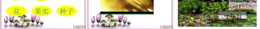 青岛小学科学四上《1 植物的身体》PPT课件 (9)【加微信公众号 jiaoxuewuyou 九折优惠 qq 1119139686】.ppt