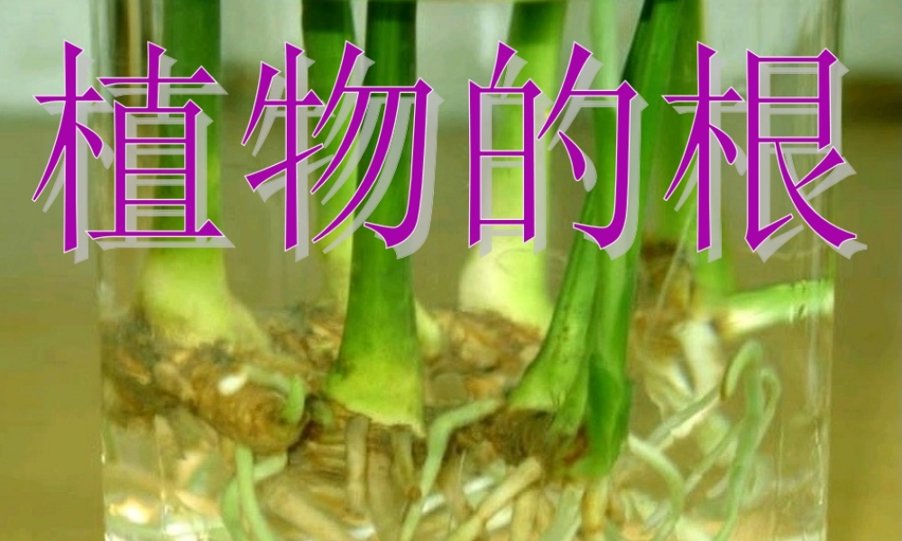青岛小学科学四上《2 植物的根》PPT课件 (7)【加微信公众号 jiaoxuewuyou 九折优惠 qq 1119139686】.ppt