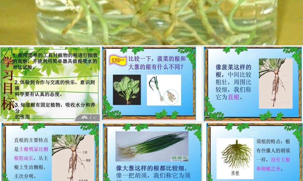 青岛小学科学四上《2 植物的根》PPT课件 (7)【加微信公众号 jiaoxuewuyou 九折优惠 qq 1119139686】.ppt