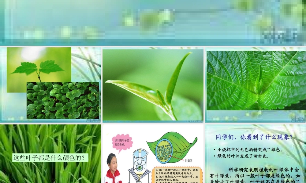 青岛小学科学四上《3 植物的叶》PPT课件 (9)【加微信公众号 jiaoxuewuyou 九折优惠 qq 1119139686】.ppt