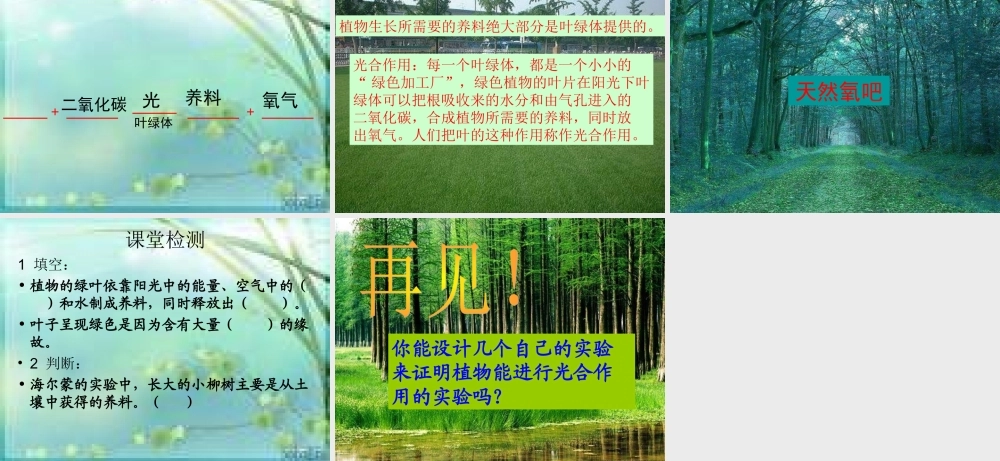 青岛小学科学四上《3 植物的叶》PPT课件 (9)【加微信公众号 jiaoxuewuyou 九折优惠 qq 1119139686】.ppt