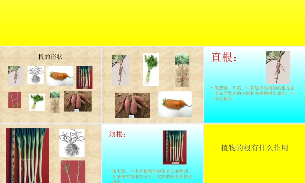 青岛小学科学四上《2 植物的根》PPT课件 (1)【加微信公众号 jiaoxuewuyou 九折优惠 qq 1119139686】.ppt