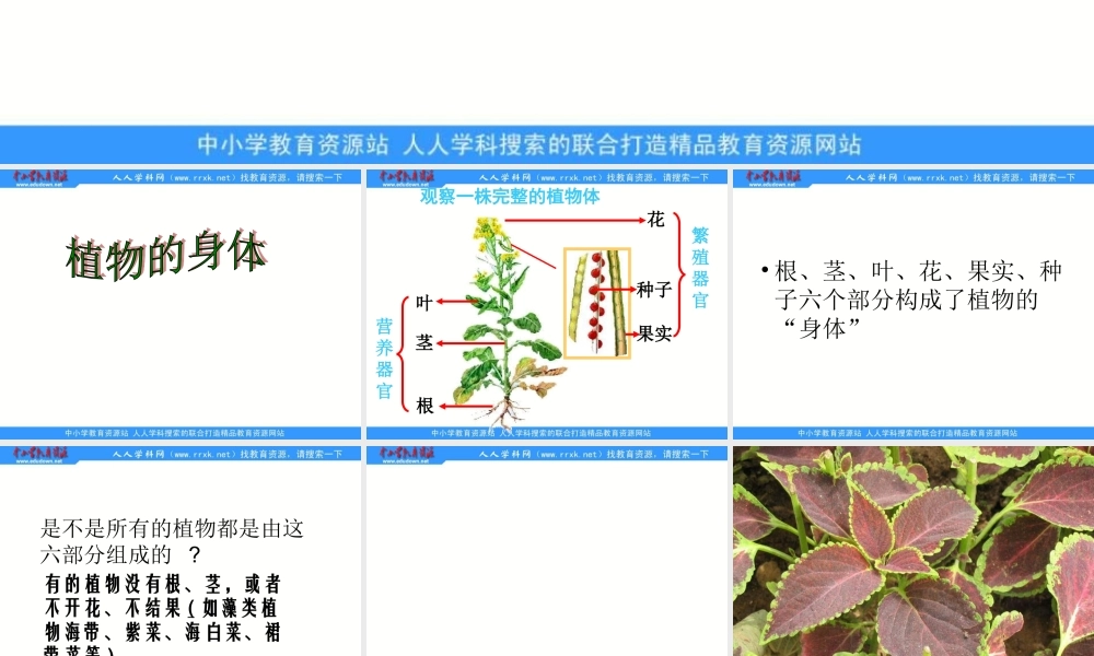 青岛小学科学四上《1 植物的身体》PPT课件 (4)【加微信公众号 jiaoxuewuyou 九折优惠 qq 1119139686】.ppt