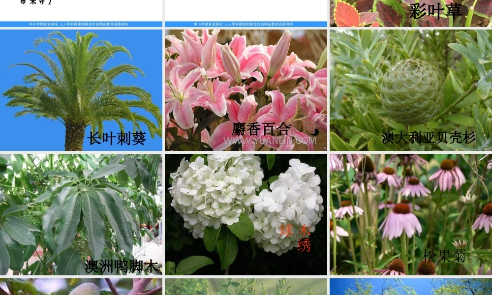 青岛小学科学四上《1 植物的身体》PPT课件 (4)【加微信公众号 jiaoxuewuyou 九折优惠 qq 1119139686】.ppt