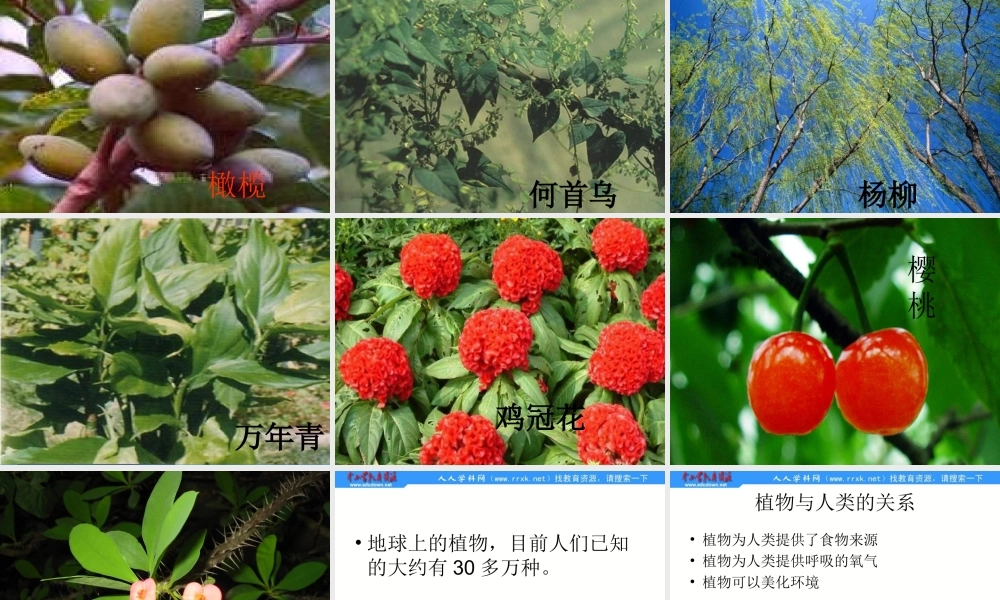 青岛小学科学四上《1 植物的身体》PPT课件 (4)【加微信公众号 jiaoxuewuyou 九折优惠 qq 1119139686】.ppt