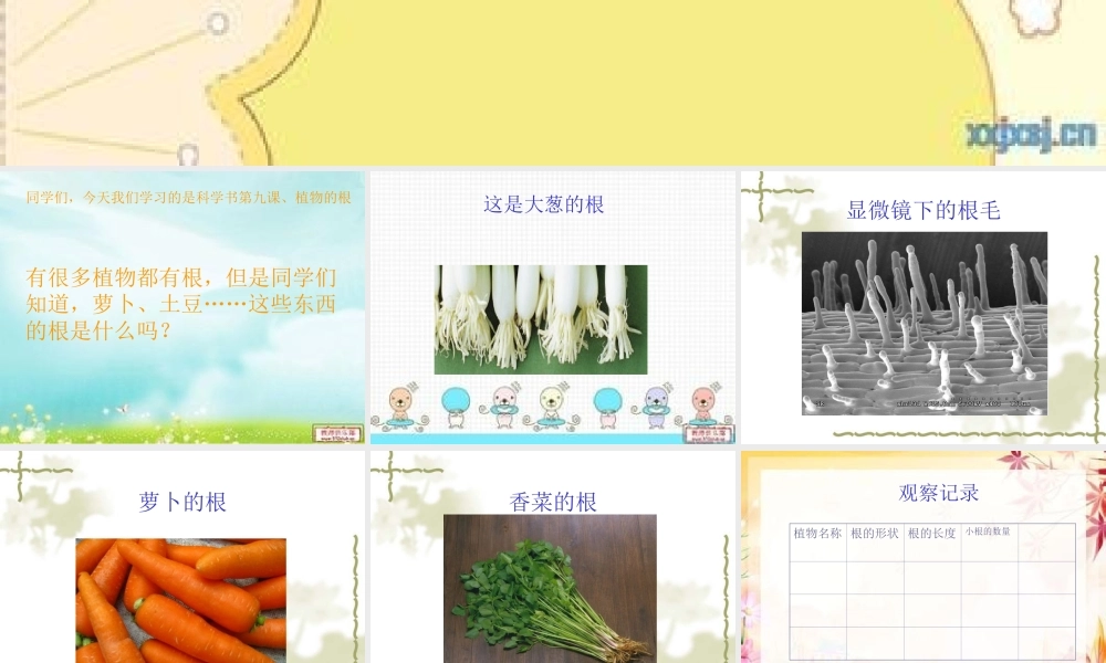 青岛小学科学四上《2 植物的根》PPT课件 (2)【加微信公众号 jiaoxuewuyou 九折优惠 qq 1119139686】.ppt