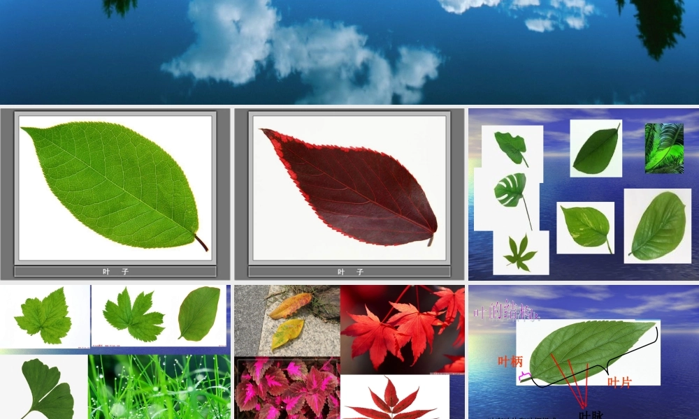 青岛小学科学四上《3 植物的叶》PPT课件 (3)【加微信公众号 jiaoxuewuyou 九折优惠 qq 1119139686】.ppt