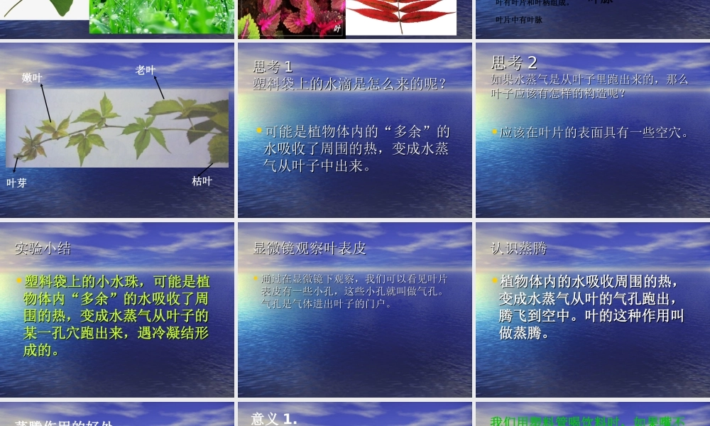 青岛小学科学四上《3 植物的叶》PPT课件 (3)【加微信公众号 jiaoxuewuyou 九折优惠 qq 1119139686】.ppt