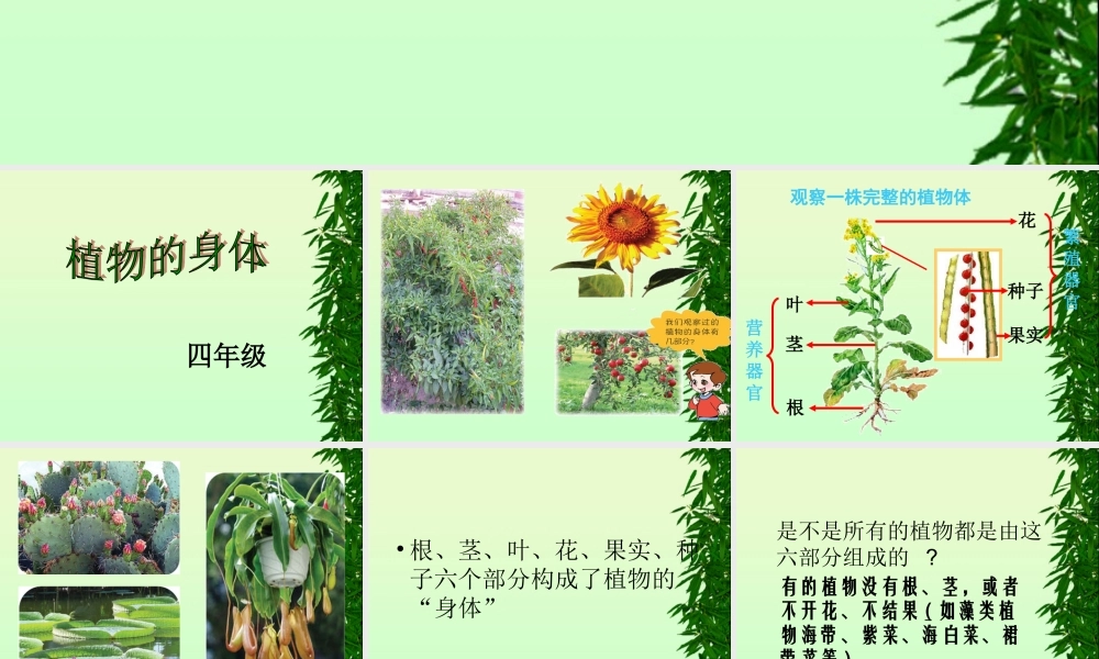 青岛小学科学四上《1 植物的身体》PPT课件 (8)【加微信公众号 jiaoxuewuyou 九折优惠 qq 1119139686】.ppt