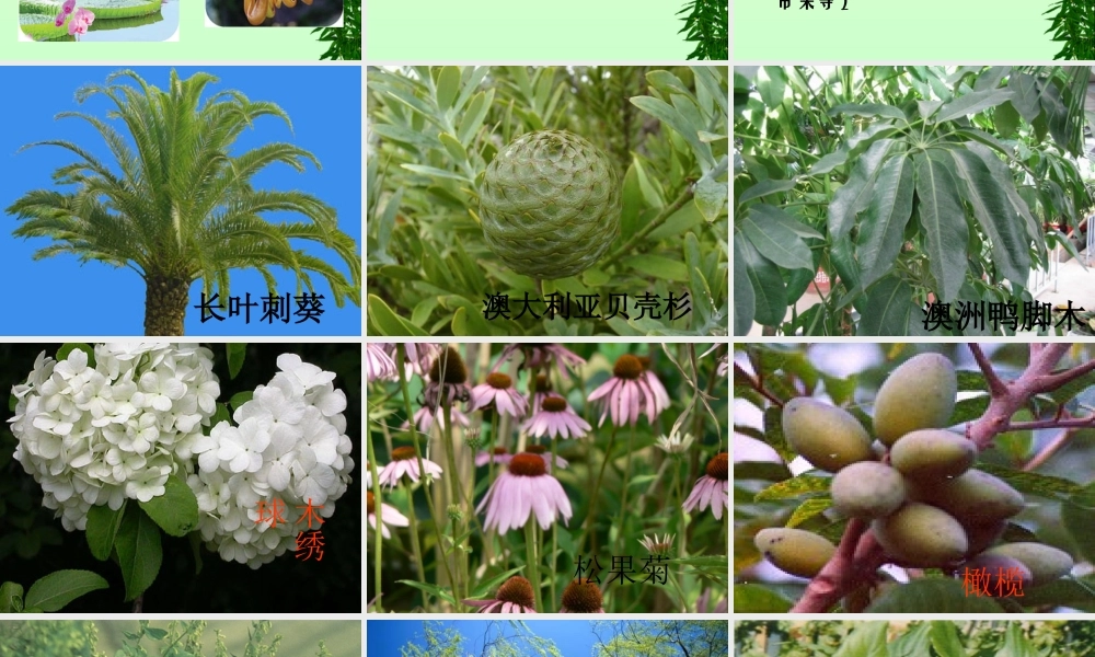 青岛小学科学四上《1 植物的身体》PPT课件 (8)【加微信公众号 jiaoxuewuyou 九折优惠 qq 1119139686】.ppt