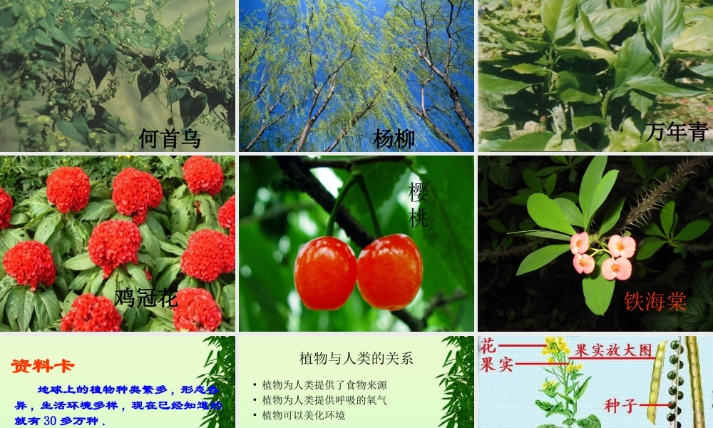 青岛小学科学四上《1 植物的身体》PPT课件 (8)【加微信公众号 jiaoxuewuyou 九折优惠 qq 1119139686】.ppt