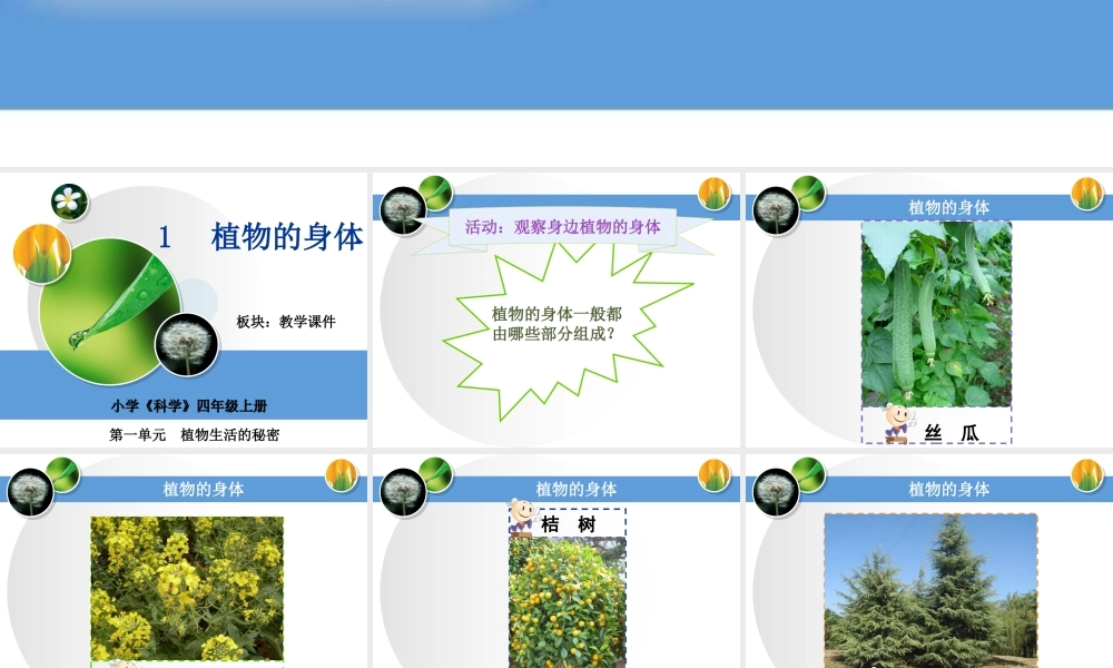 青岛小学科学四上《1 植物的身体》PPT课件 (6)【加微信公众号 jiaoxuewuyou 九折优惠 qq 1119139686】.ppt