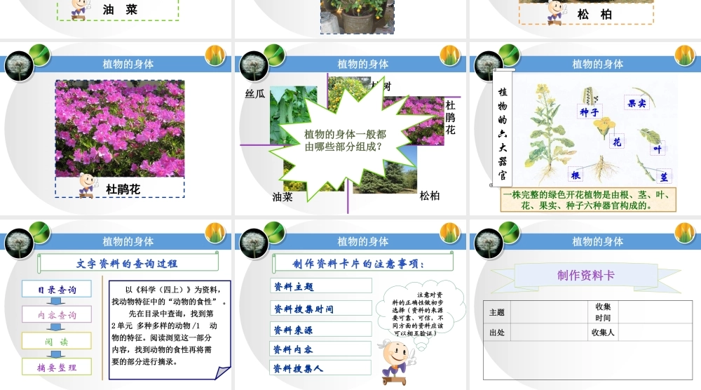 青岛小学科学四上《1 植物的身体》PPT课件 (6)【加微信公众号 jiaoxuewuyou 九折优惠 qq 1119139686】.ppt