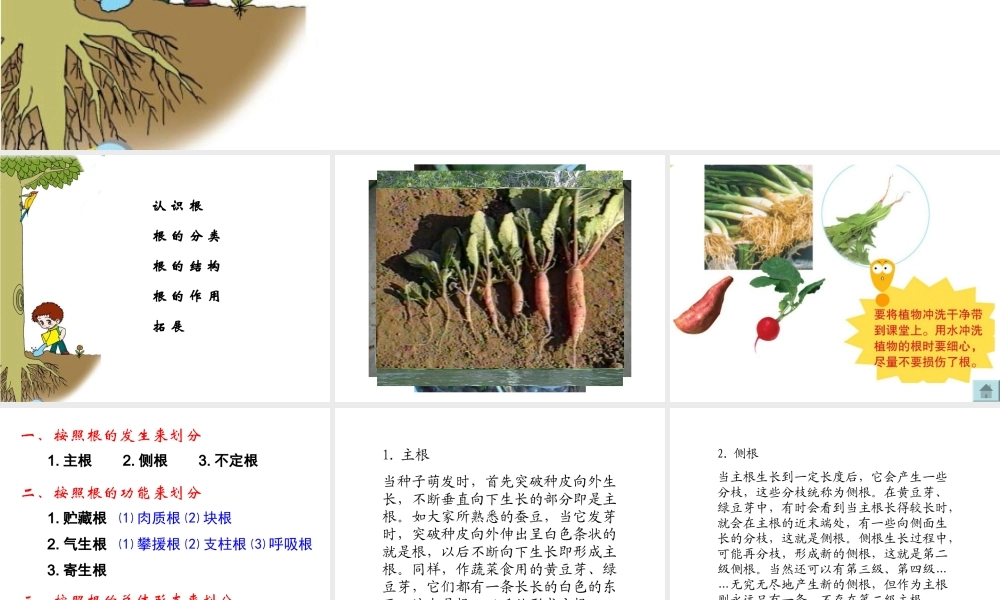 青岛小学科学四上《2 植物的根》PPT课件 (6)【加微信公众号 jiaoxuewuyou 九折优惠 qq 1119139686】.ppt