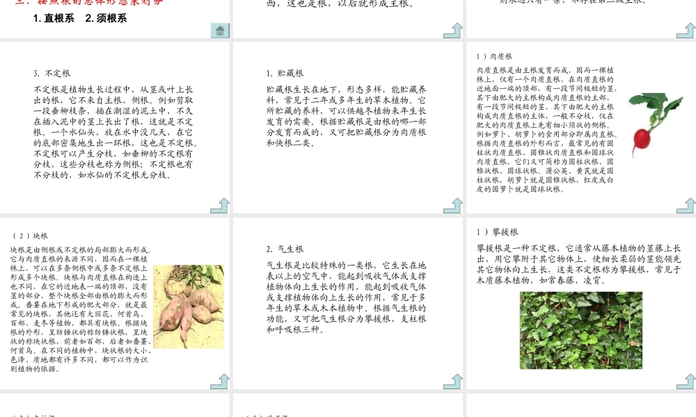 青岛小学科学四上《2 植物的根》PPT课件 (6)【加微信公众号 jiaoxuewuyou 九折优惠 qq 1119139686】.ppt
