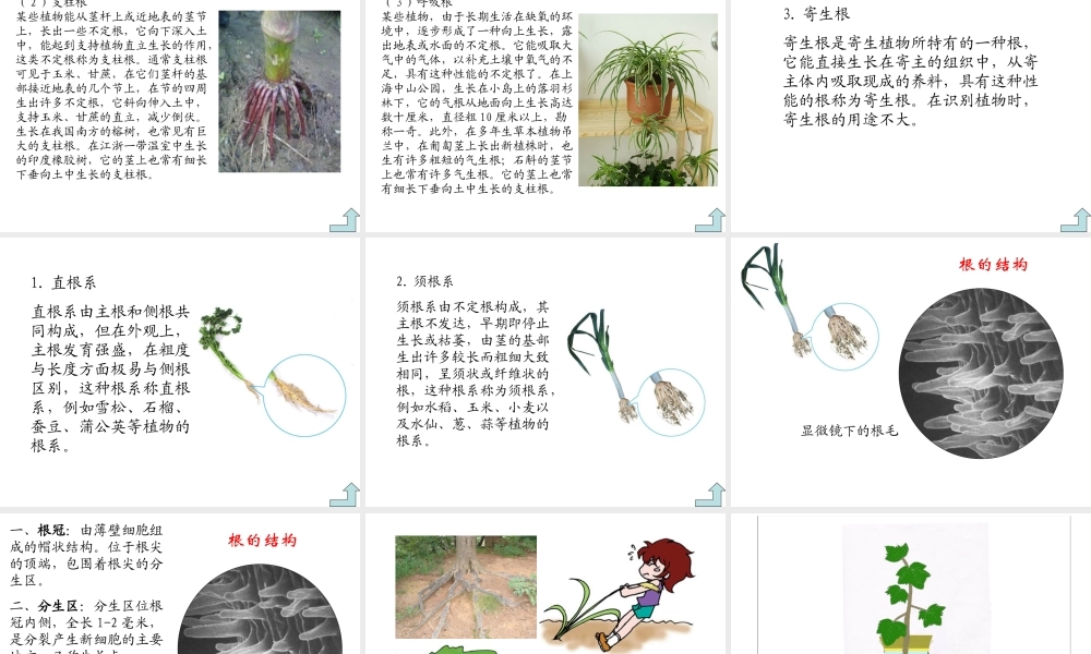 青岛小学科学四上《2 植物的根》PPT课件 (6)【加微信公众号 jiaoxuewuyou 九折优惠 qq 1119139686】.ppt