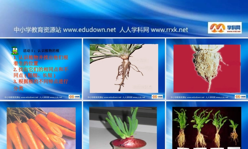 青岛小学科学四上《2 植物的根》PPT课件 (4)【加微信公众号 jiaoxuewuyou 九折优惠 qq 1119139686】.ppt