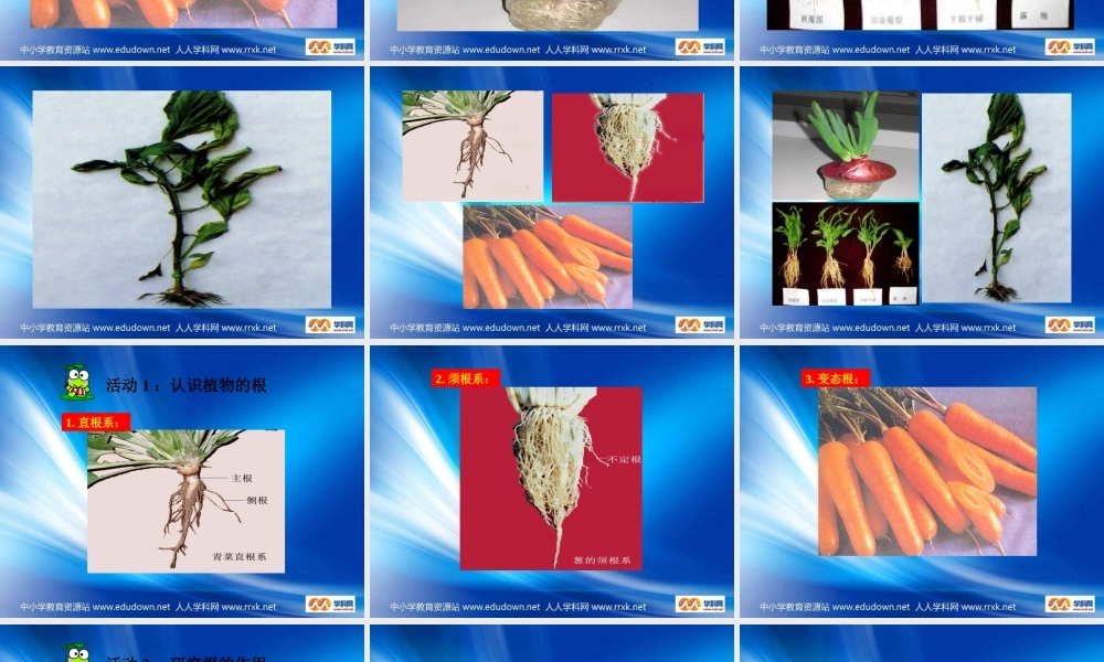 青岛小学科学四上《2 植物的根》PPT课件 (4)【加微信公众号 jiaoxuewuyou 九折优惠 qq 1119139686】.ppt