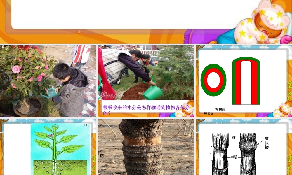 青岛小学科学四上《4 植物的茎》PPT课件 (2)【加微信公众号 jiaoxuewuyou 九折优惠 qq 1119139686】.ppt