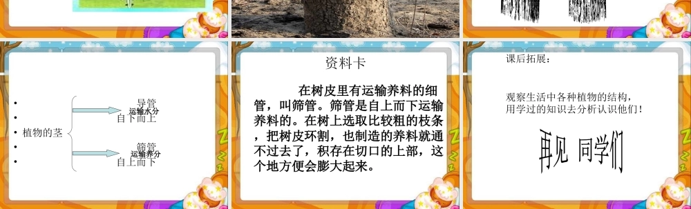 青岛小学科学四上《4 植物的茎》PPT课件 (2)【加微信公众号 jiaoxuewuyou 九折优惠 qq 1119139686】.ppt