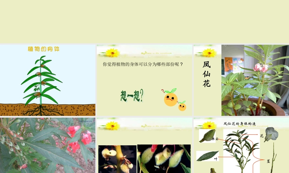 青岛小学科学四上《1 植物的身体》PPT课件 (7)【加微信公众号 jiaoxuewuyou 九折优惠 qq 1119139686】.ppt
