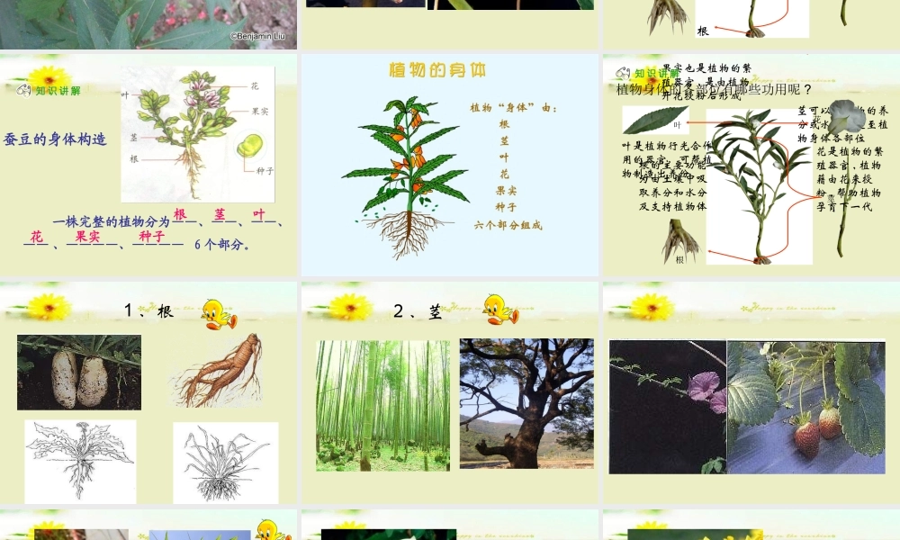 青岛小学科学四上《1 植物的身体》PPT课件 (7)【加微信公众号 jiaoxuewuyou 九折优惠 qq 1119139686】.ppt