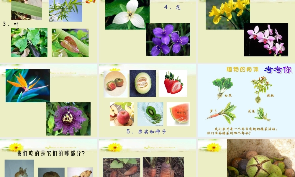 青岛小学科学四上《1 植物的身体》PPT课件 (7)【加微信公众号 jiaoxuewuyou 九折优惠 qq 1119139686】.ppt