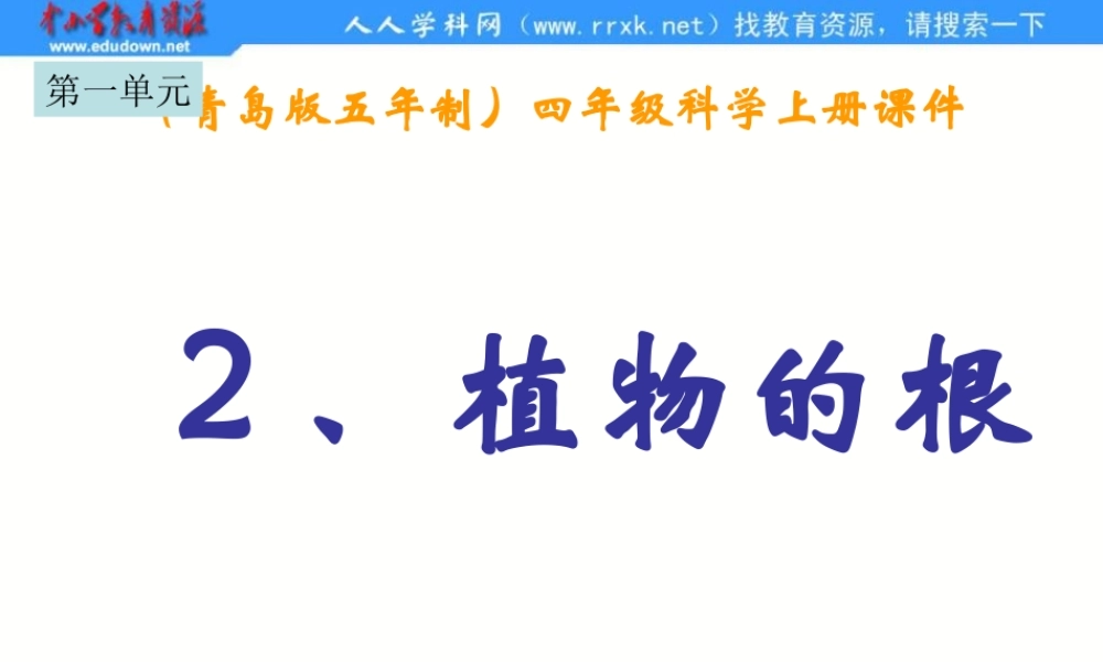 青岛小学科学四上《2 植物的根》PPT课件 (5)【加微信公众号 jiaoxuewuyou 九折优惠 qq 1119139686】.ppt