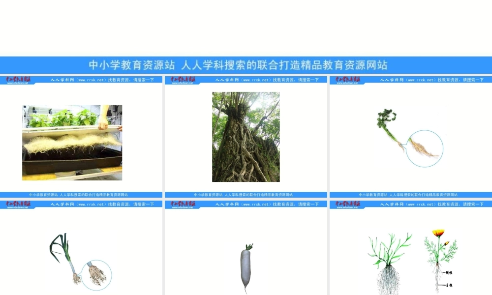 青岛小学科学四上《2 植物的根》PPT课件 (5)【加微信公众号 jiaoxuewuyou 九折优惠 qq 1119139686】.ppt