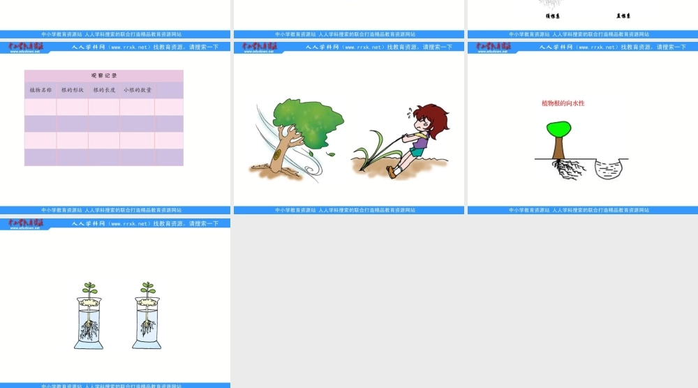 青岛小学科学四上《2 植物的根》PPT课件 (5)【加微信公众号 jiaoxuewuyou 九折优惠 qq 1119139686】.ppt