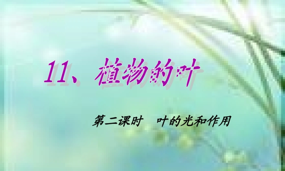 青岛小学科学四上《3 植物的叶》PPT课件 (6)【加微信公众号 jiaoxuewuyou 九折优惠 qq 1119139686】.ppt