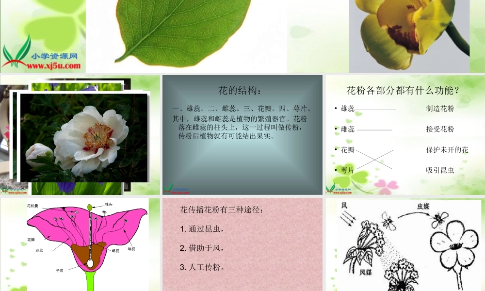 青岛小学科学四上《5 花和果实》PPT课件 (1)【加微信公众号 jiaoxuewuyou 九折优惠 qq 1119139686】.ppt