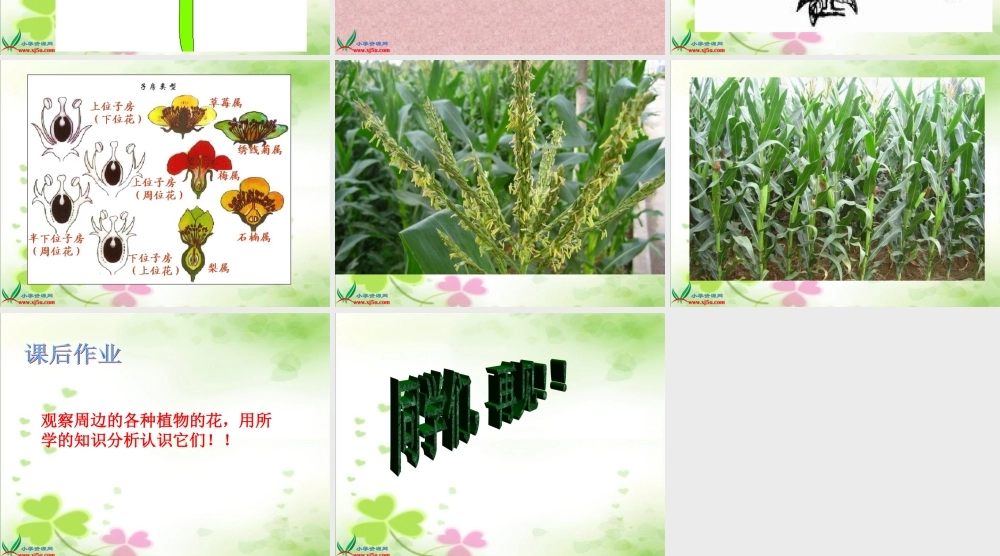 青岛小学科学四上《5 花和果实》PPT课件 (1)【加微信公众号 jiaoxuewuyou 九折优惠 qq 1119139686】.ppt