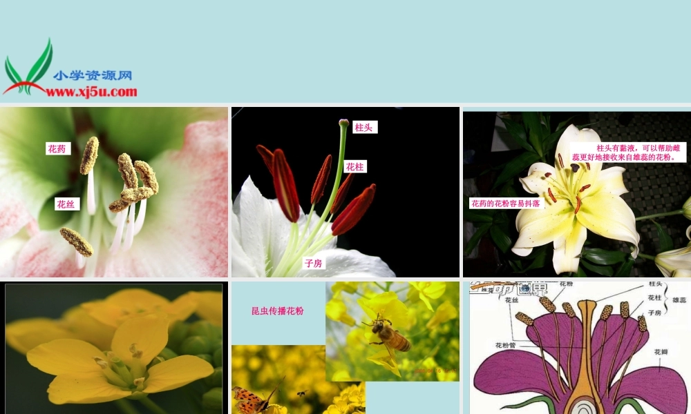 青岛小学科学四上《5 花和果实》PPT课件 (2)【加微信公众号 jiaoxuewuyou 九折优惠 qq 1119139686】.ppt