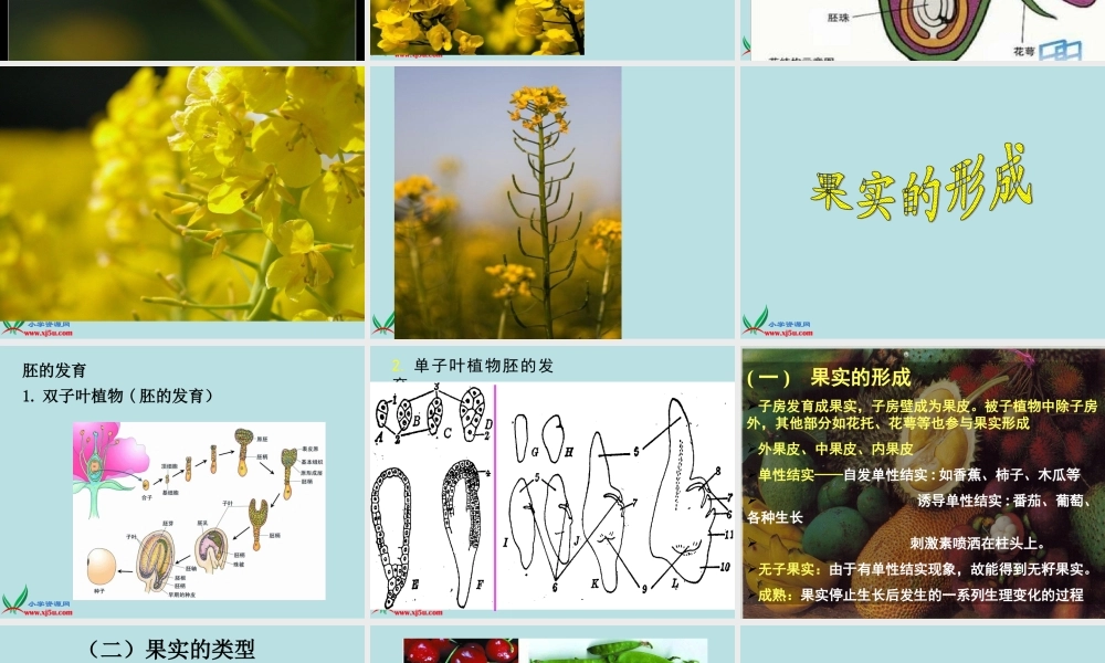 青岛小学科学四上《5 花和果实》PPT课件 (2)【加微信公众号 jiaoxuewuyou 九折优惠 qq 1119139686】.ppt