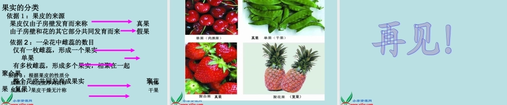 青岛小学科学四上《5 花和果实》PPT课件 (2)【加微信公众号 jiaoxuewuyou 九折优惠 qq 1119139686】.ppt