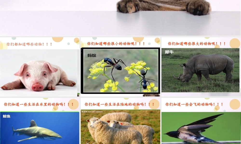 人教小学科学1.1身边的动物 【加微信公众号 jiaoxuewuyou 九折优惠 qq 1119139686】.ppt