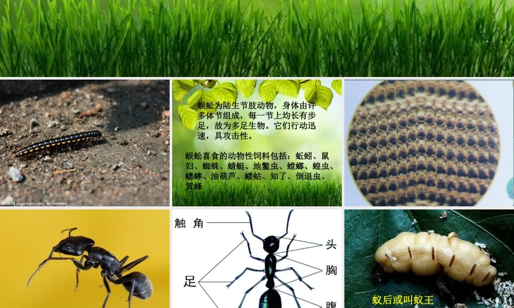 人教小学科学1.2校园里的动物【加微信公众号 jiaoxuewuyou 九折优惠 qq 1119139686】.ppt