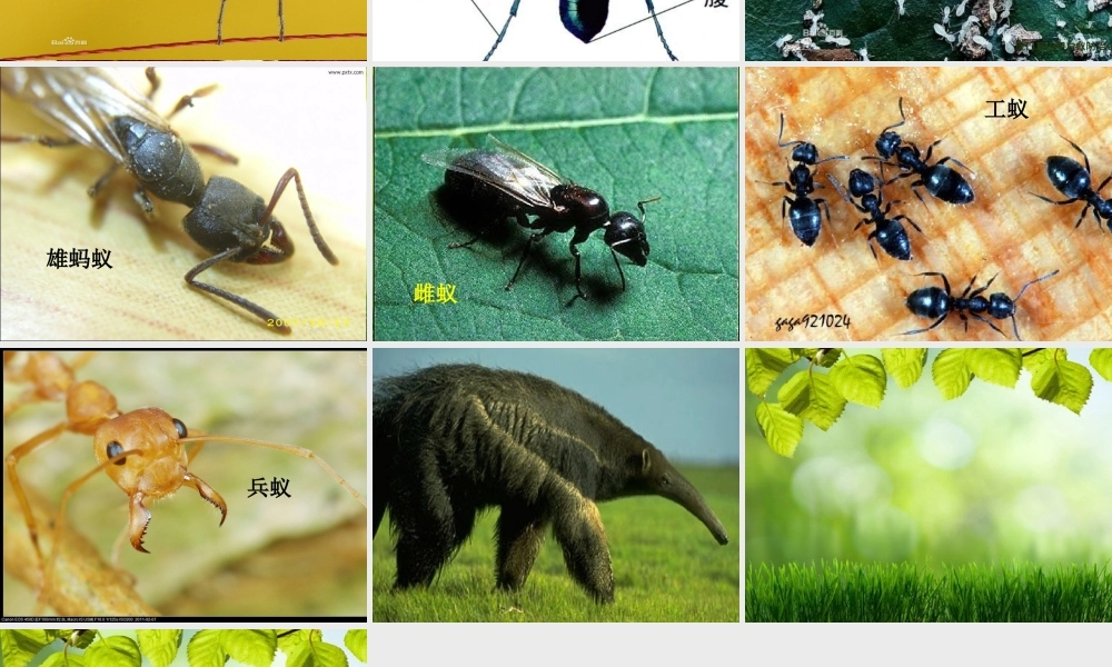 人教小学科学1.2校园里的动物【加微信公众号 jiaoxuewuyou 九折优惠 qq 1119139686】.ppt